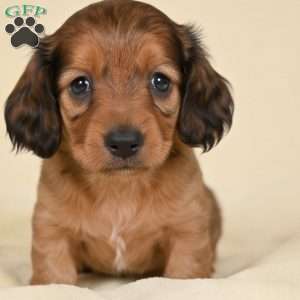 Remmi, Dachshund Puppy